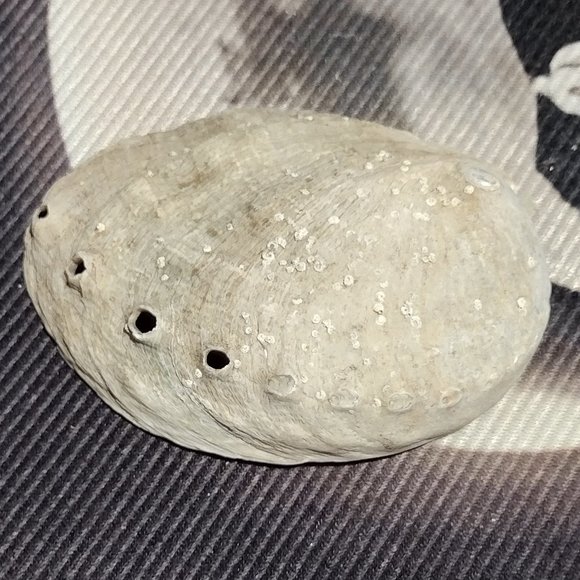 Small Abalone Seashell - Picture 2 of 5
